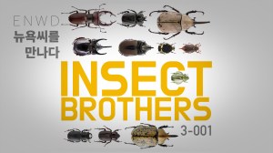 Insect Brothers